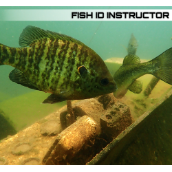Fish Identification Instructor