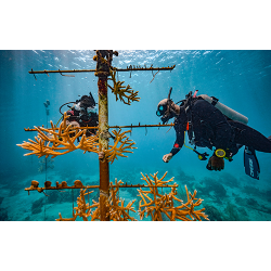 Coral Reef Conservation