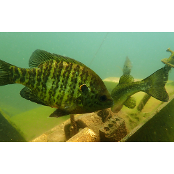 PADI Fish Identification Specialty