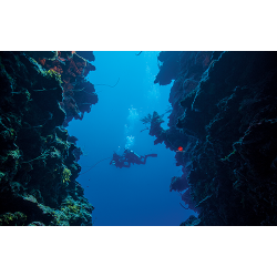 PADI Diver Diver Specialty