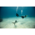 PADI Shark Conservation Specialty