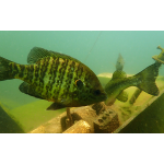 PADI Fish Identification Specialty