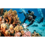 PADI Underwater Naturalist