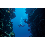 PADI Diver Diver Specialty