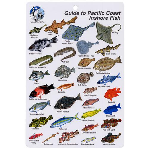 FISH CARD 6X9 BAJA PACIFIC COAST 6X9