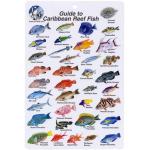 FISH CARD CARIBBEAN FISH CARD