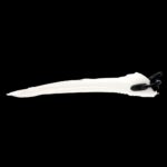 STORM MAX FINS WHITE SM