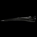 STORM MAX FINS BLACK MD