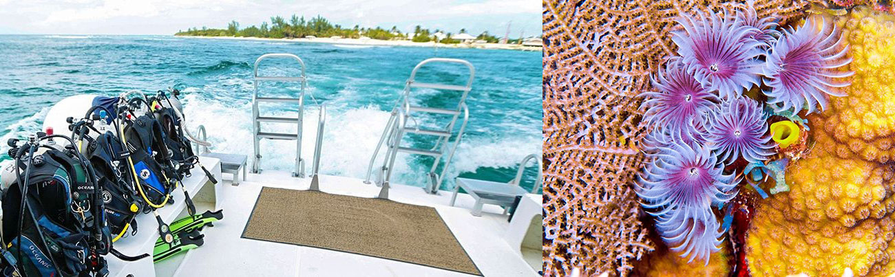 little caymen diving