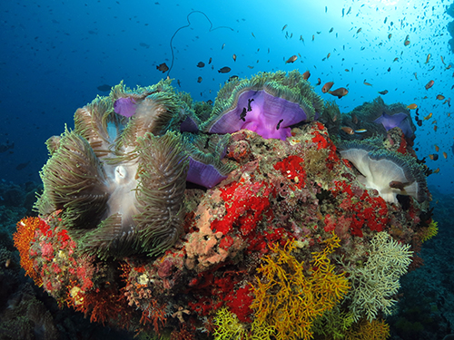 Divers exploring reefs in the Maldives