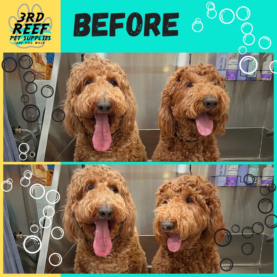 Two brown curly haired dogs in a bath tub