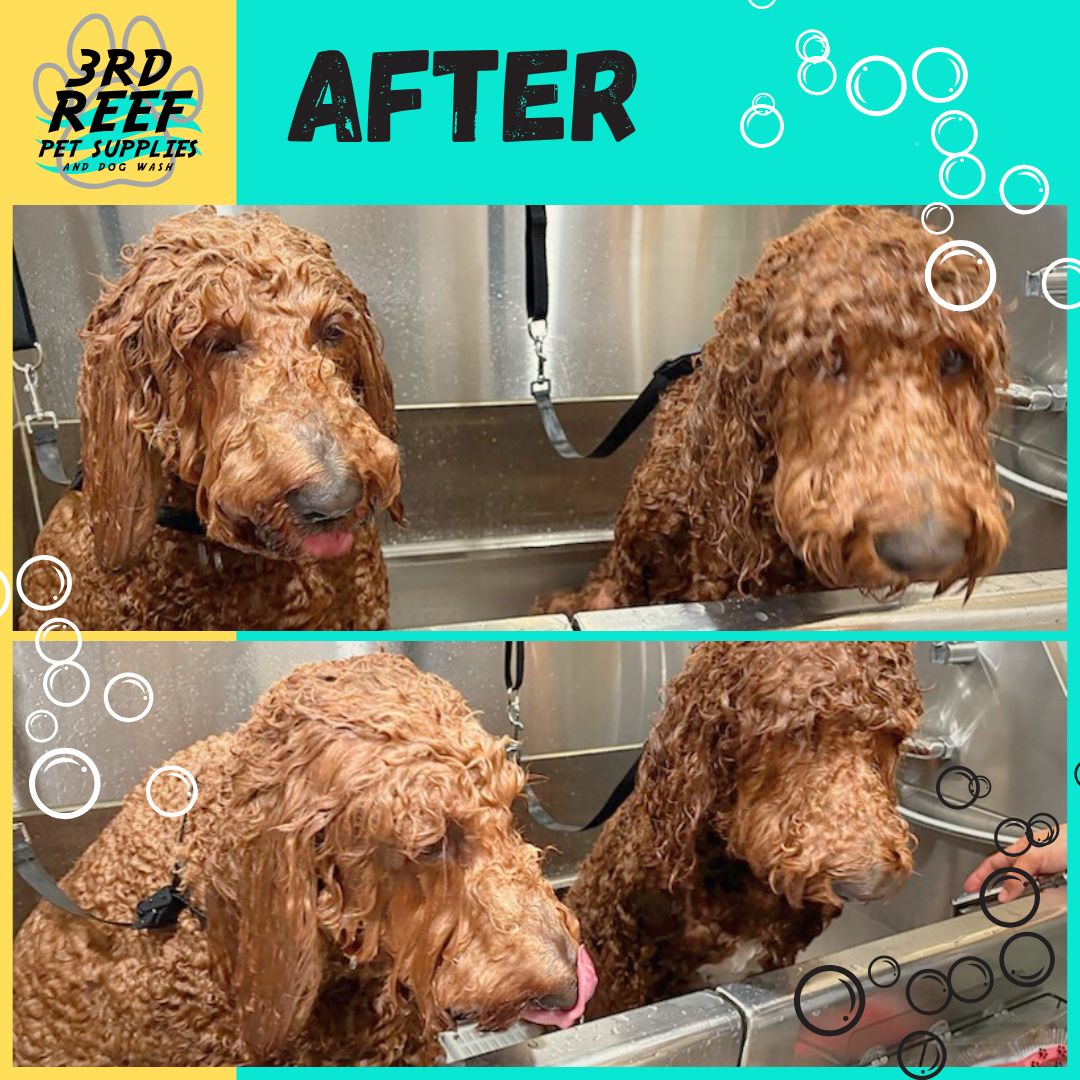 Two brown curly haired dogs wet during a bath