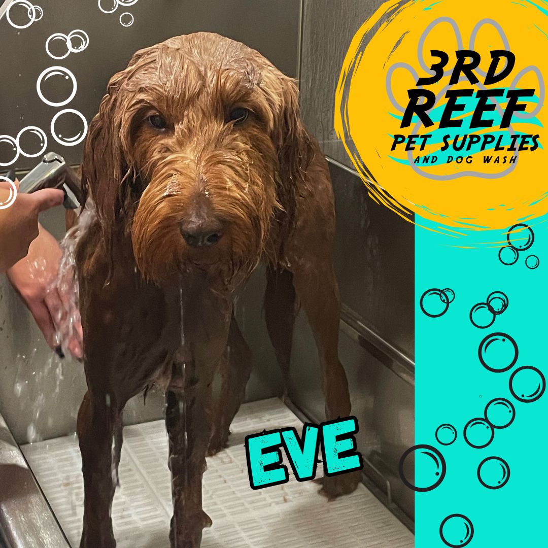 Brown Dog named Eve getting a bath looking sad