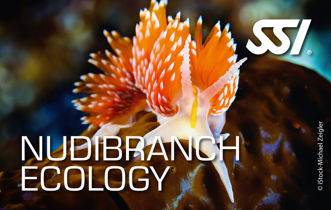 SSI Nudibranch Ecology Logo