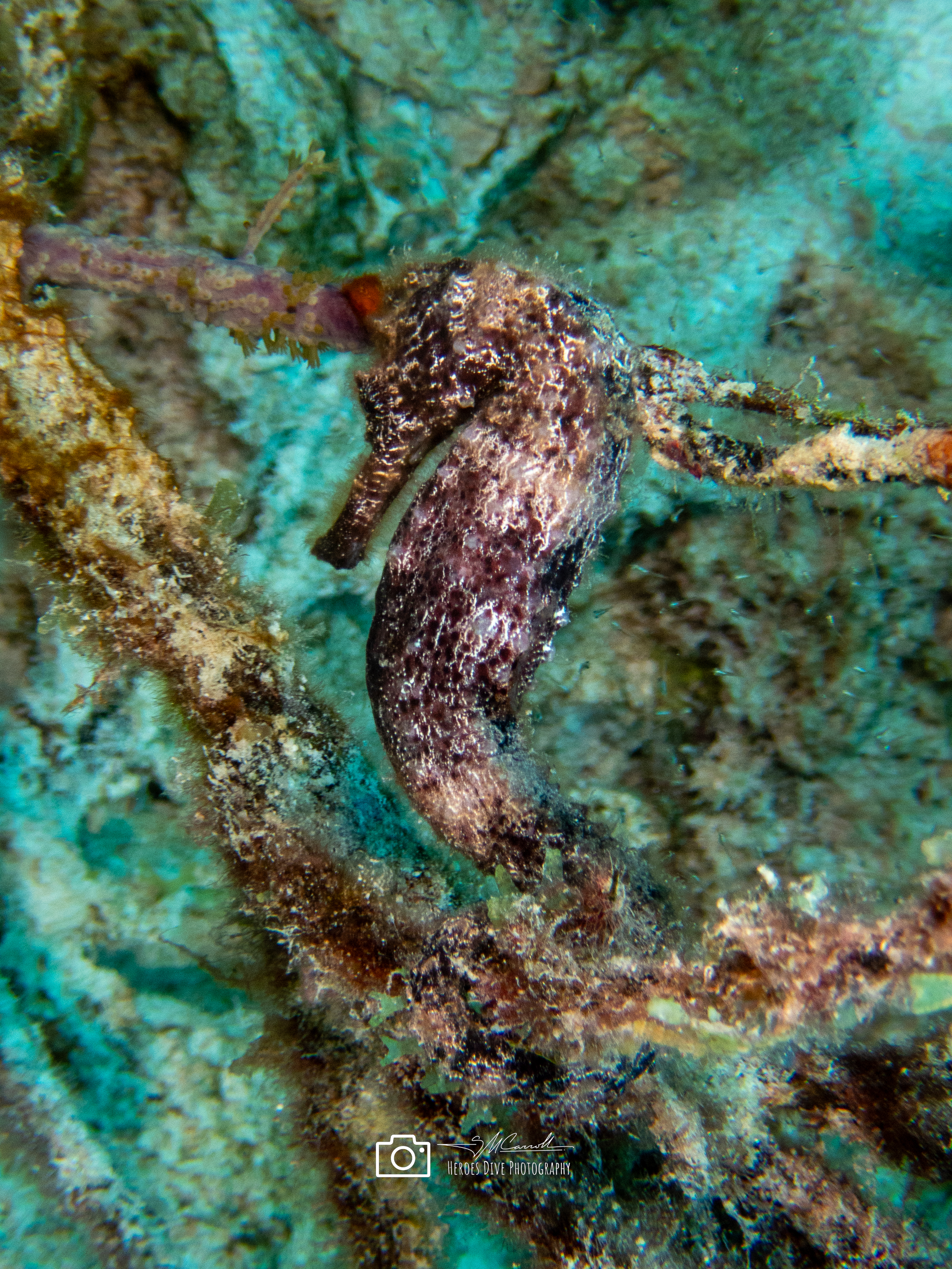 Seahorse - fun photo