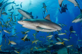 Divers on a tropical dive trip adventure