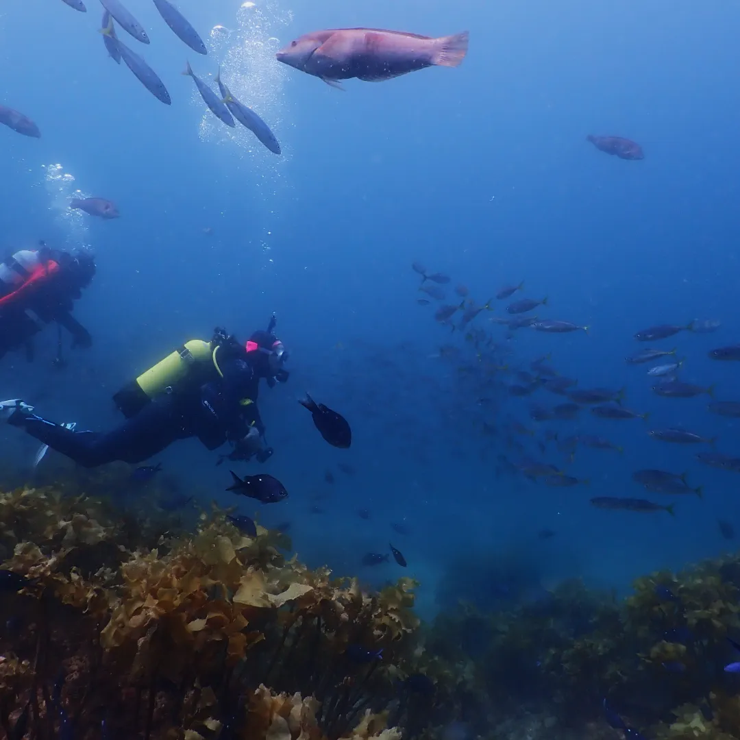 diver-with-fish