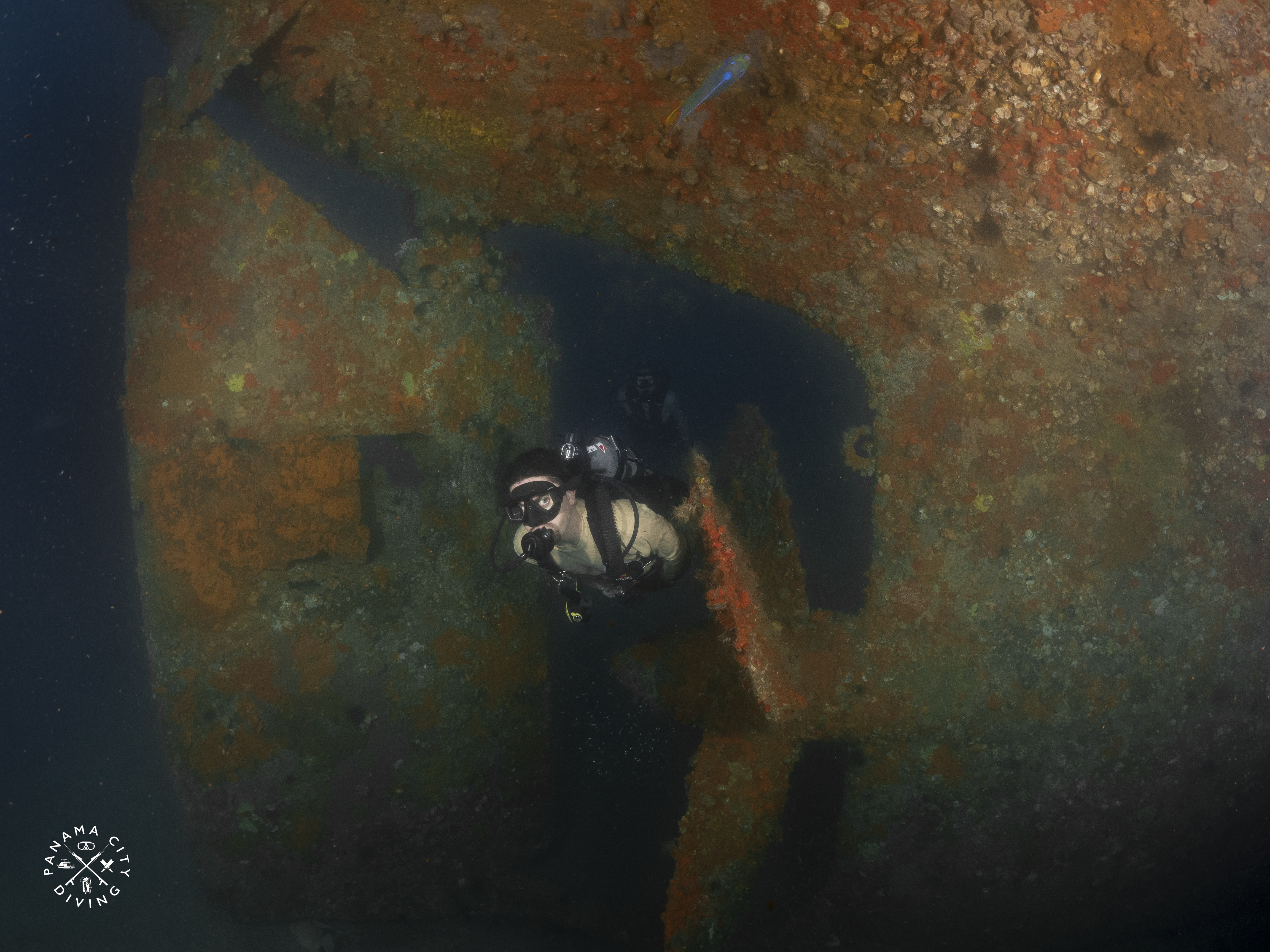 A dive swims through the huge propeller under the Accokeek