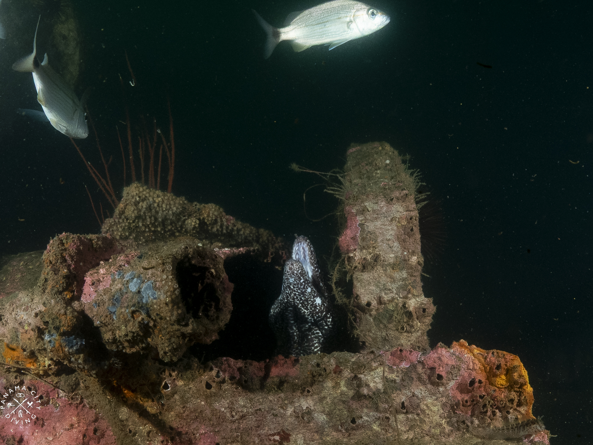 A speckled moray eel on the wreck of the Chippewa