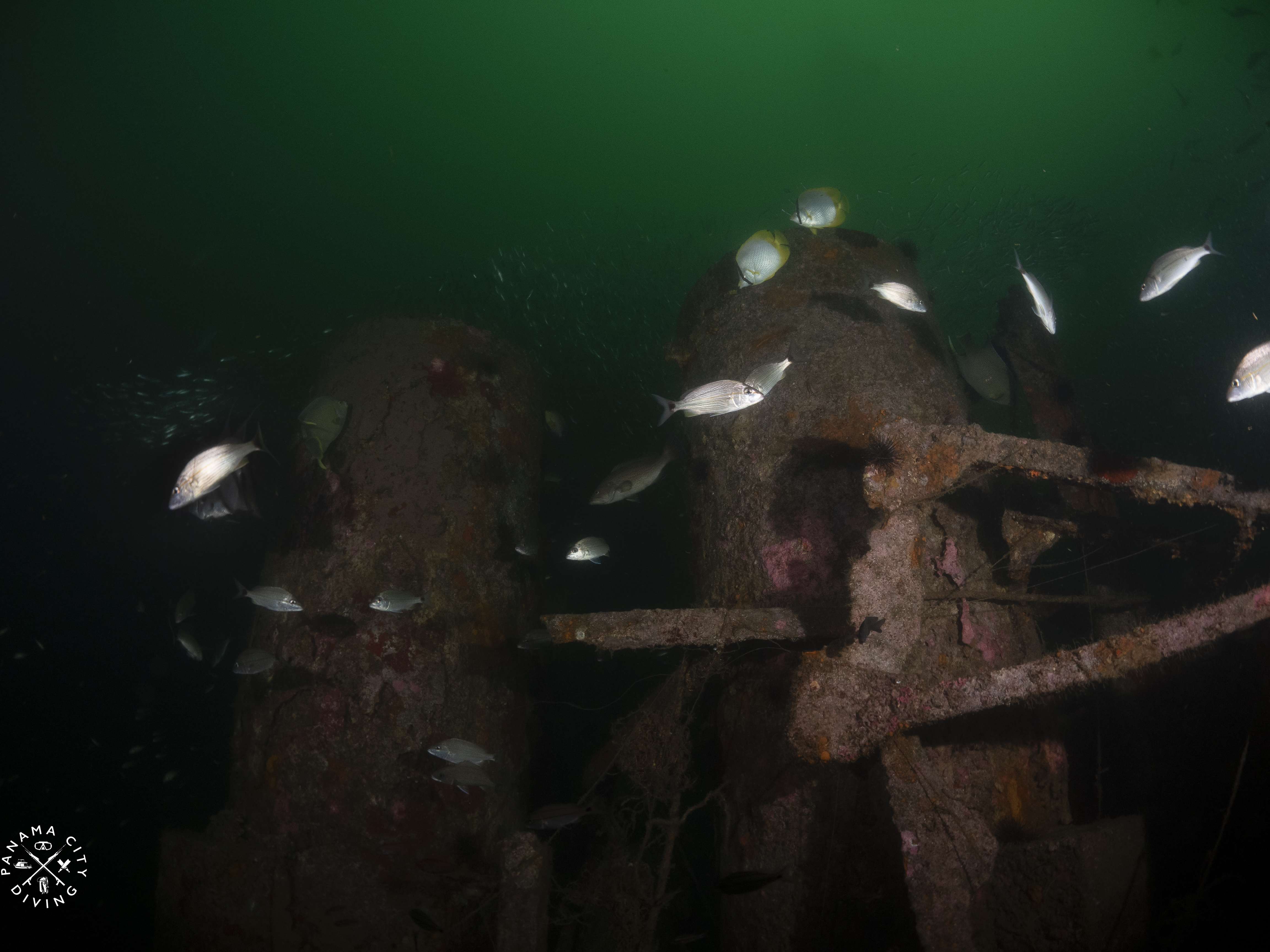 The Chippewa is covered in tropical and temperate water fish.