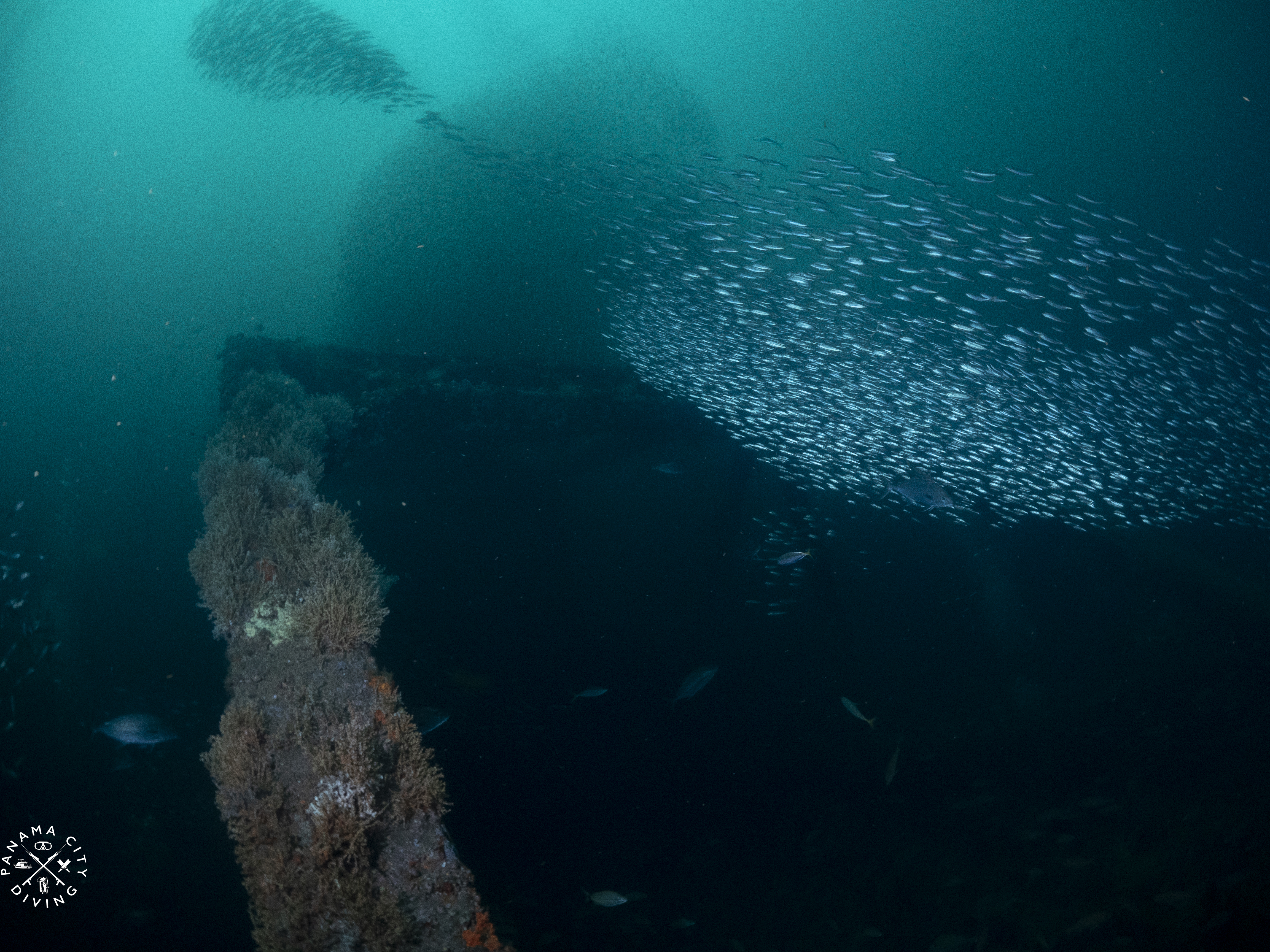 The hathaway Bridge spans are covered in sealife.