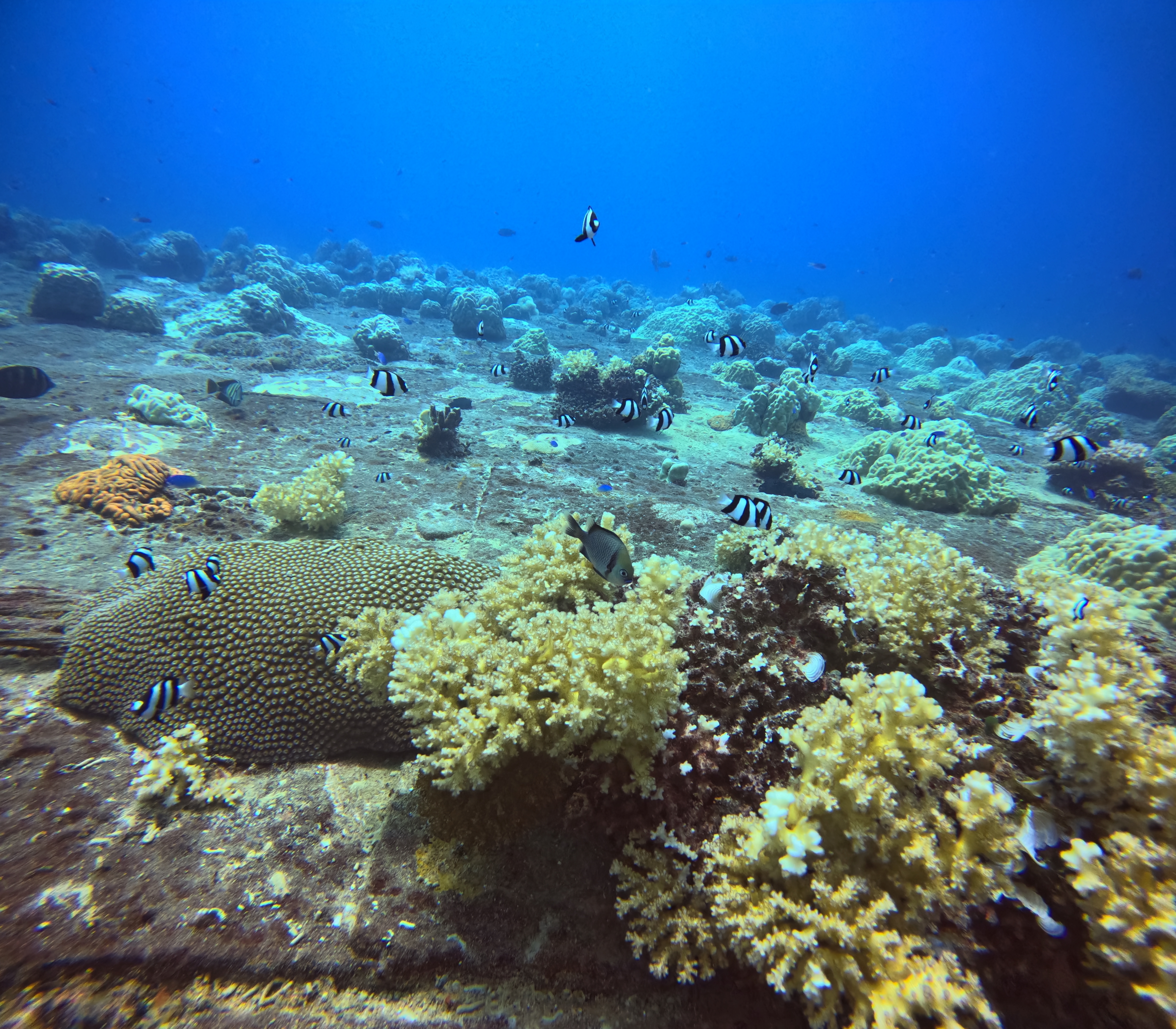 Kiyosumi Maru, a Japanese ship sunk in Truk Lagoon on February 17th 1944 in Operation Hailstorm, covered in brown, yellow, and orange coral. 