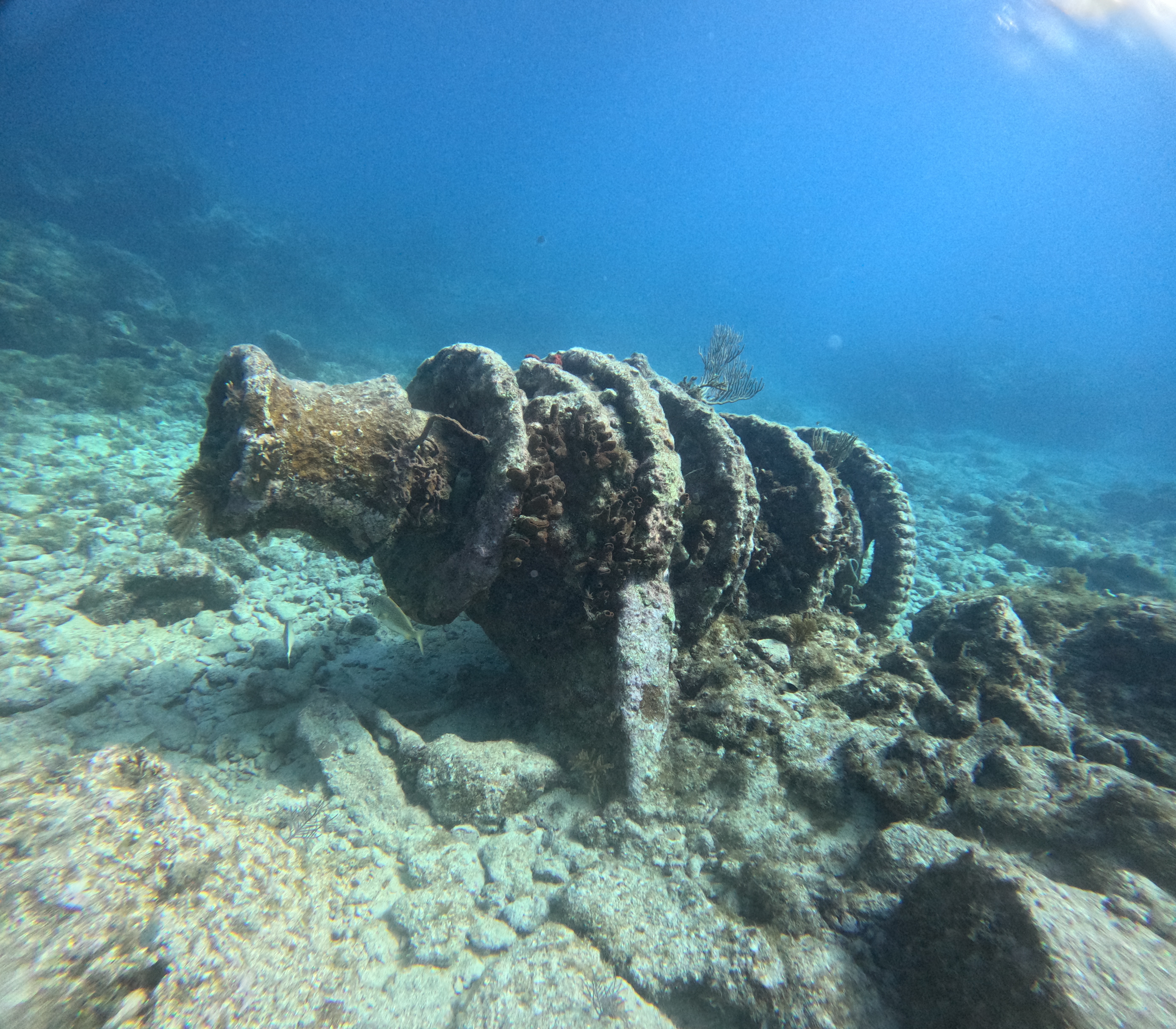 Molasses Reef