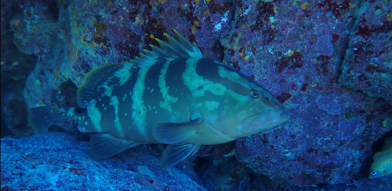 Mission Iconic Reefs