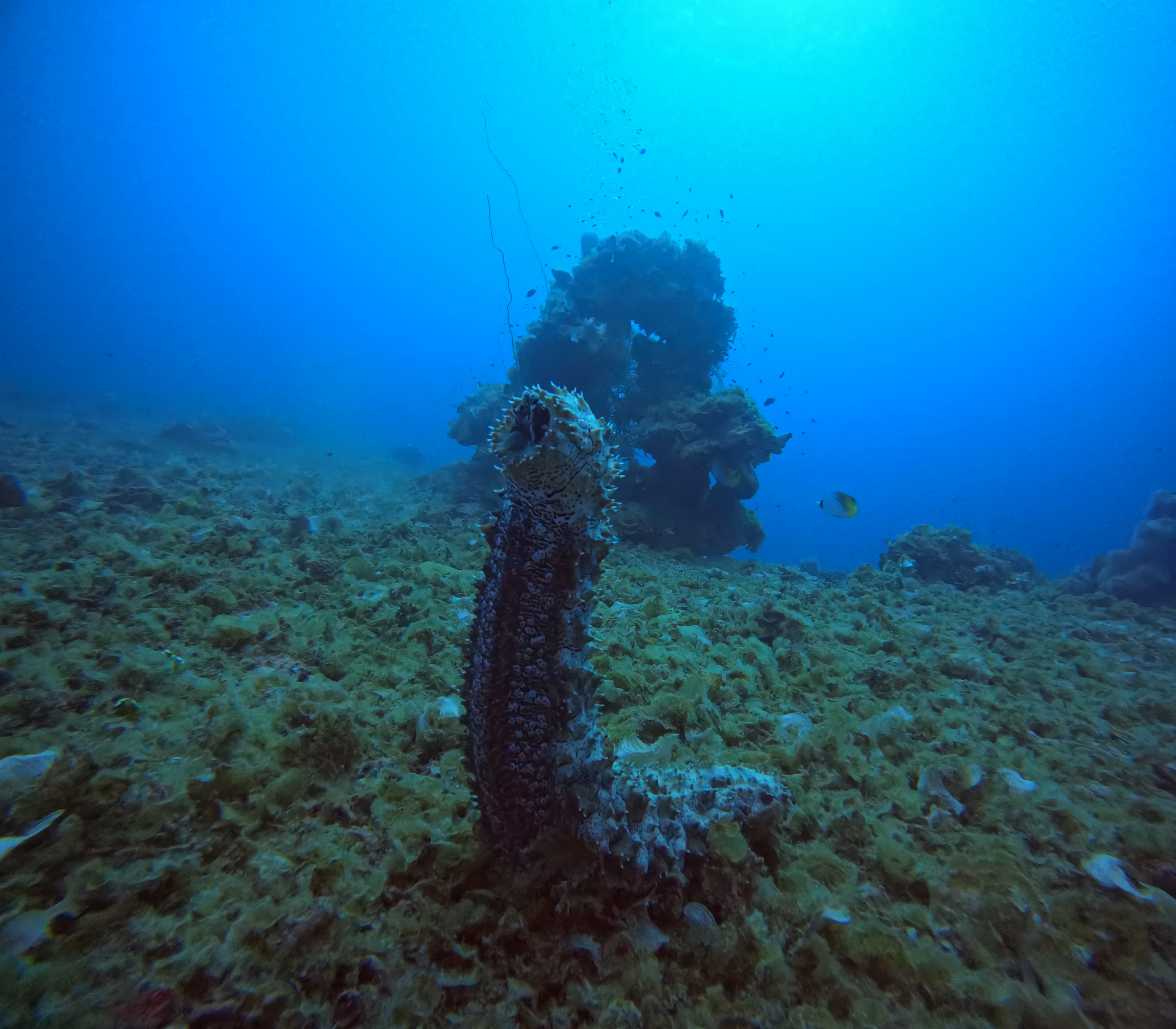 Sea Cucumber almost totally vertical, spawning activity