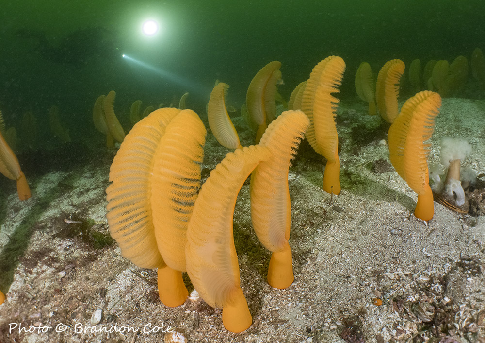 UB Diving Vancouver Island cold-water scuba diving training charters rentals and professional scuba equipment service in British Columbia