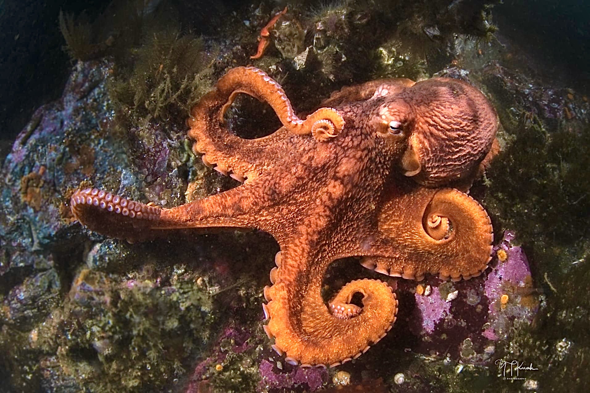 Wildlife encounters around Vancouver Island and Port Hardy
