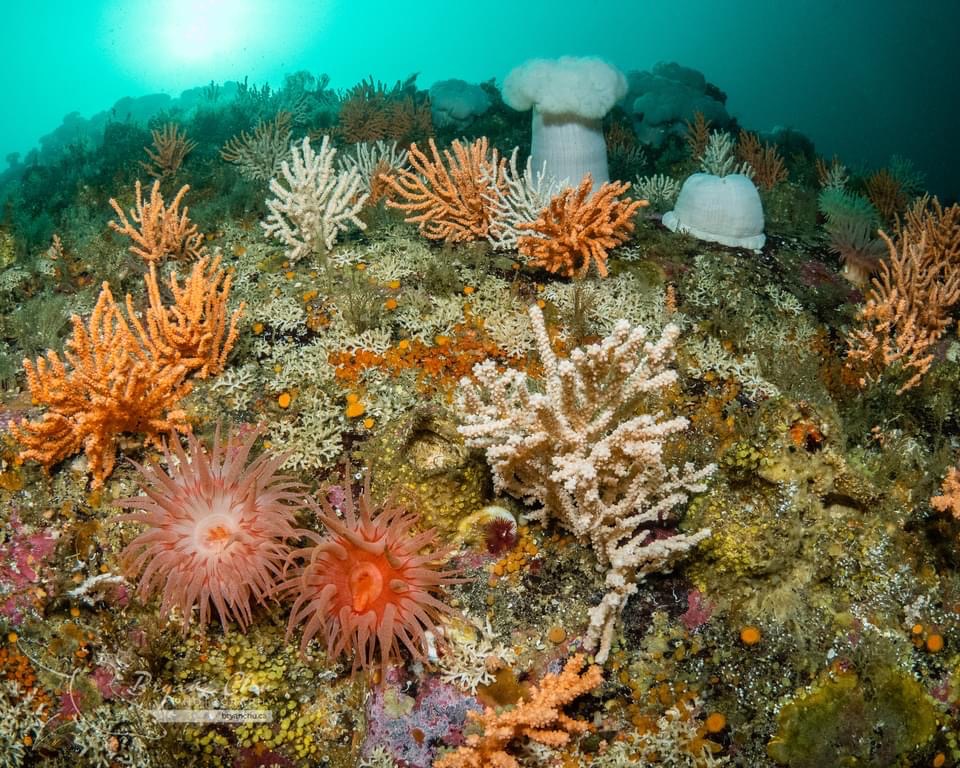 PADI and rebreather diver training on Vancouver Island
