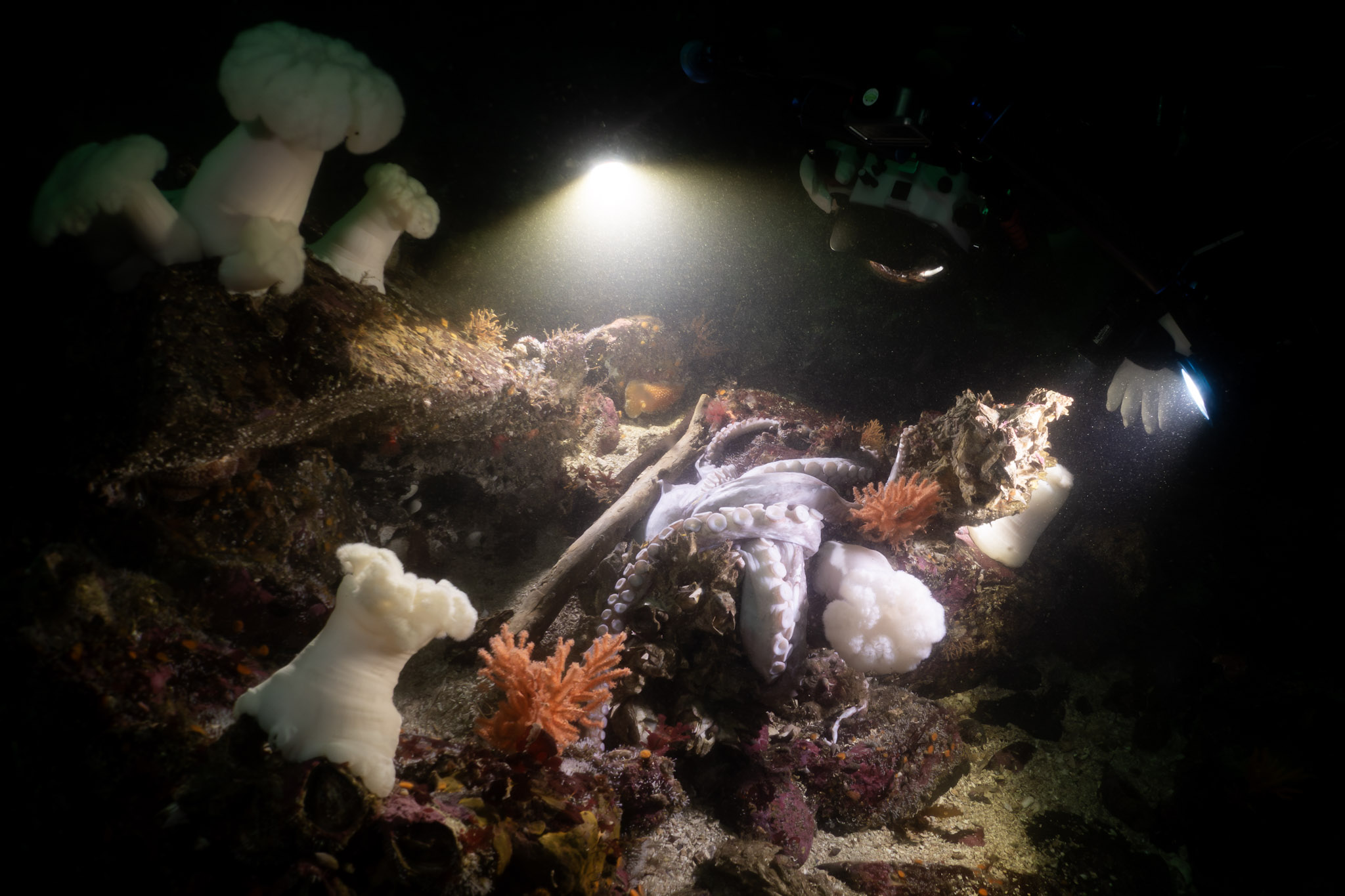 Cold-water wreck diving expedition on Vancouver Island