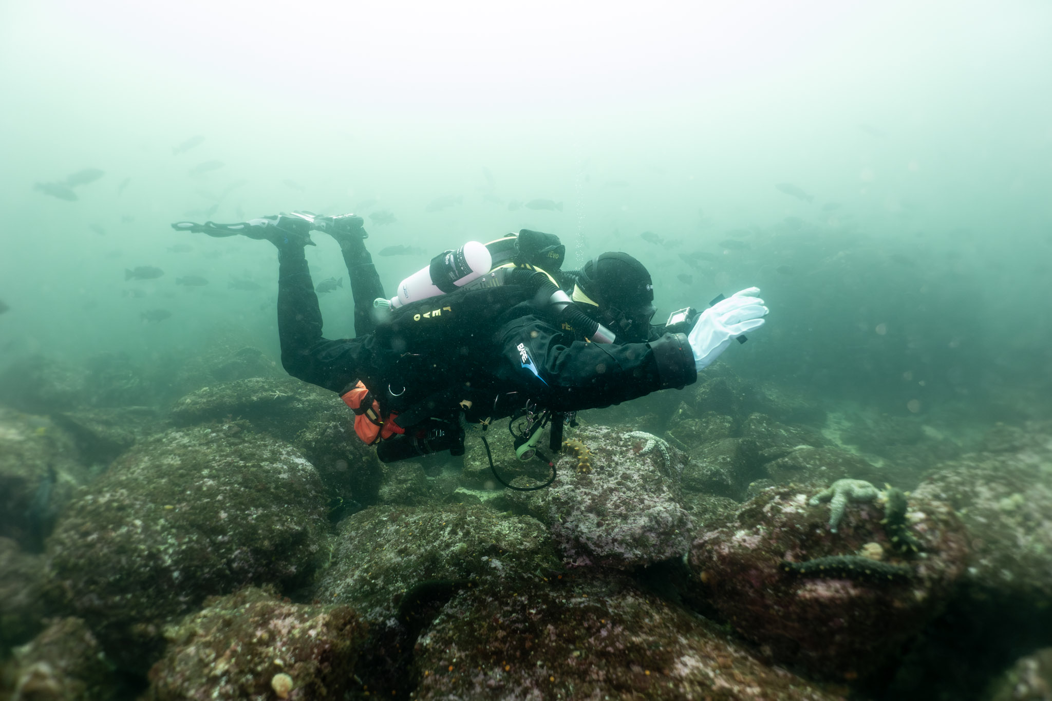 Cold-water scuba diving on Vancouver Island with UB Diving