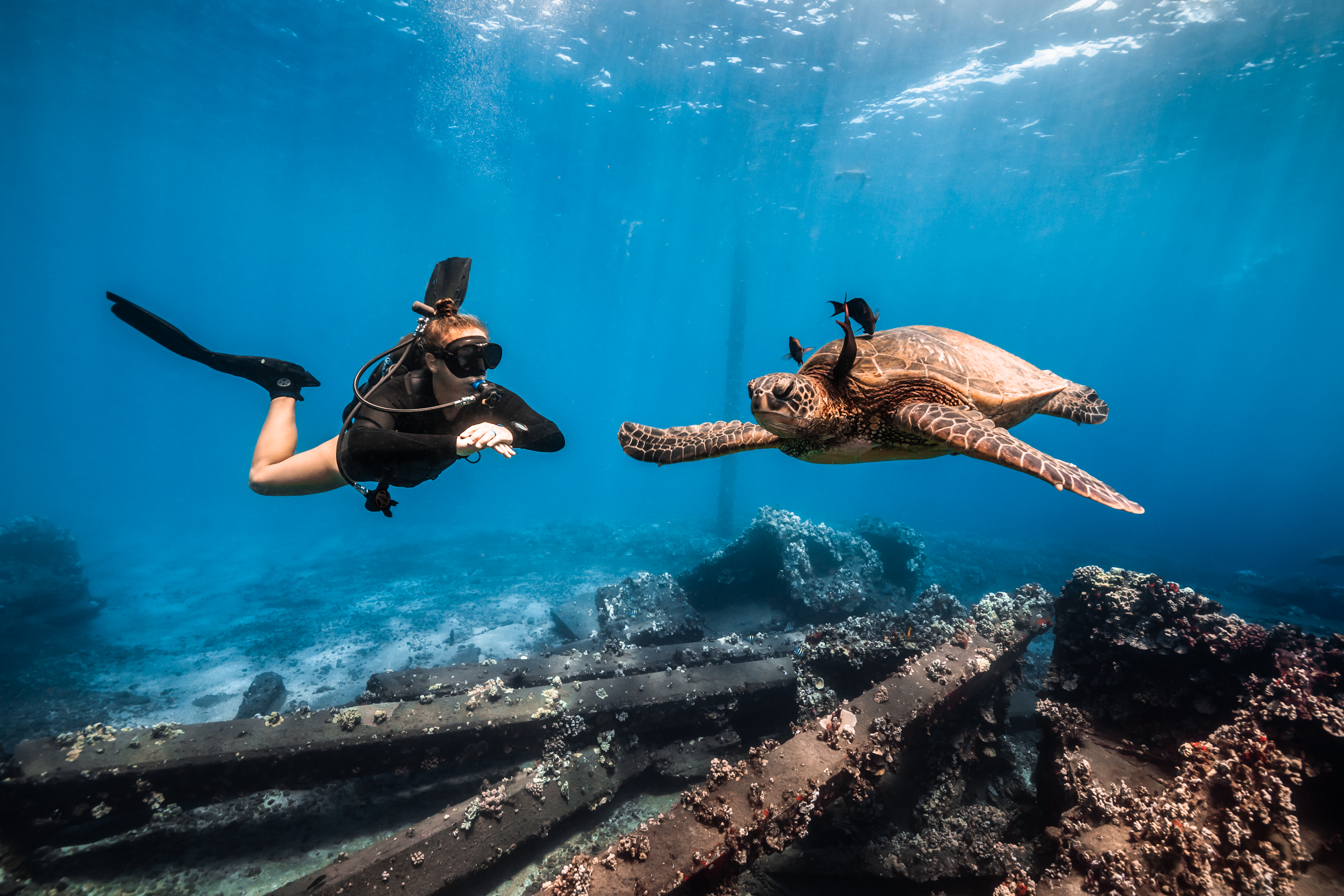 Avelo diver underwater