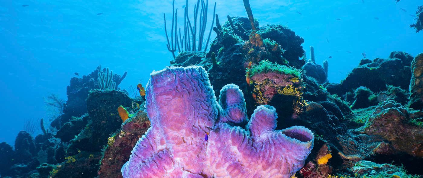 Scuba diving at Turquoise Bay Roatan