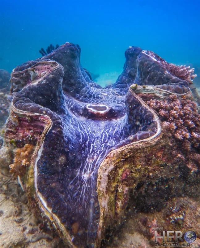 Scuba diving in Puerto Galera