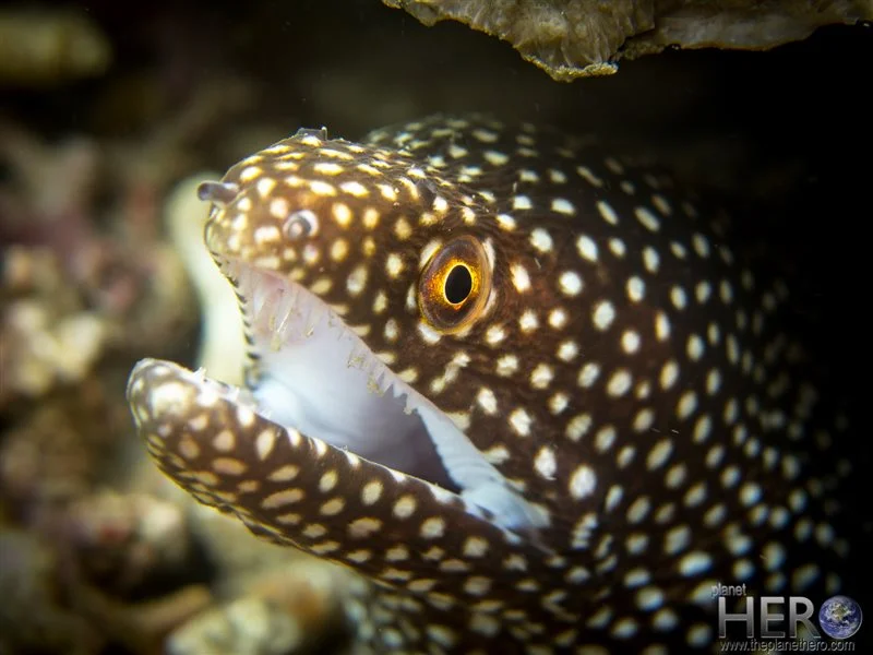 Scuba diving in Puerto Galera Philippines