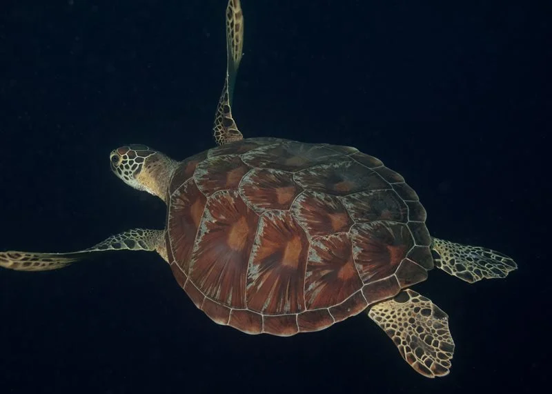 Scuba diving in Puerto Galera Philippines