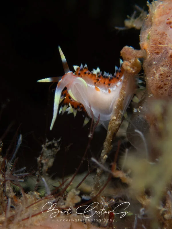 Puerto Galera underwater photo by Bert Casters