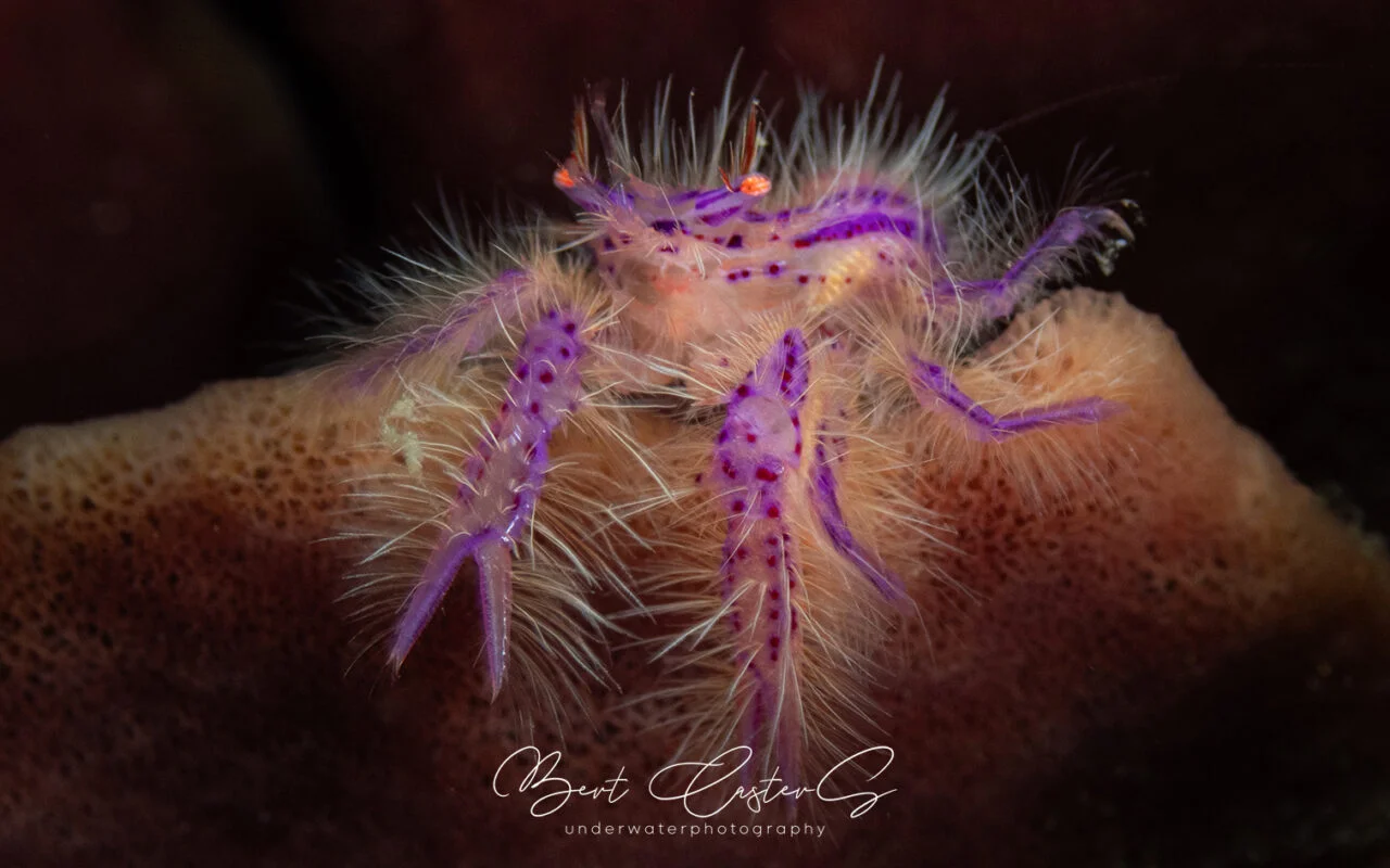 Puerto Galera underwater photo by Bert Casters