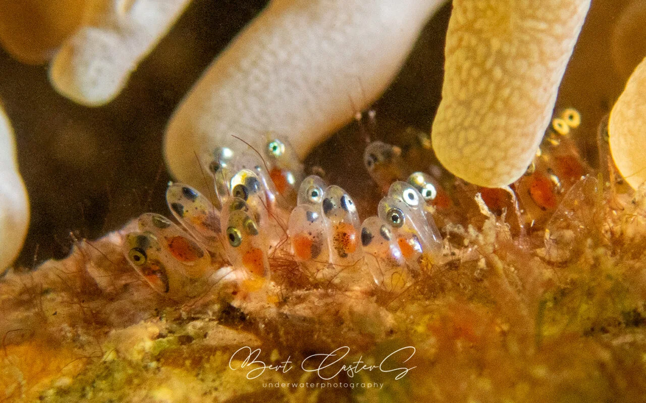 Puerto Galera underwater photography by Bert Casters
