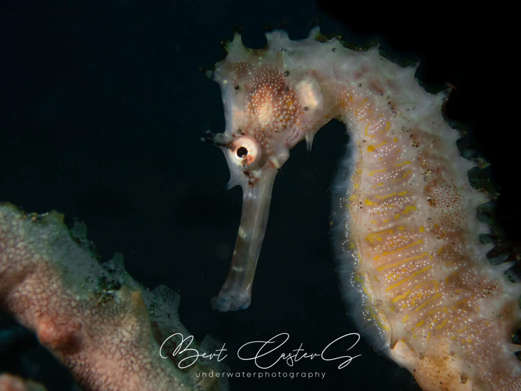 Puerto Galera underwater photography by Bert Casters
