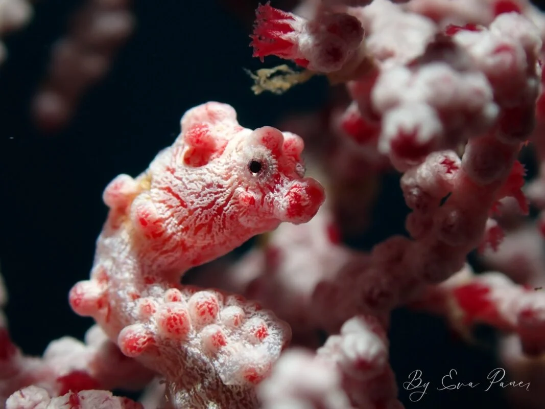 Puerto Galera marine life photo by Eva Paner