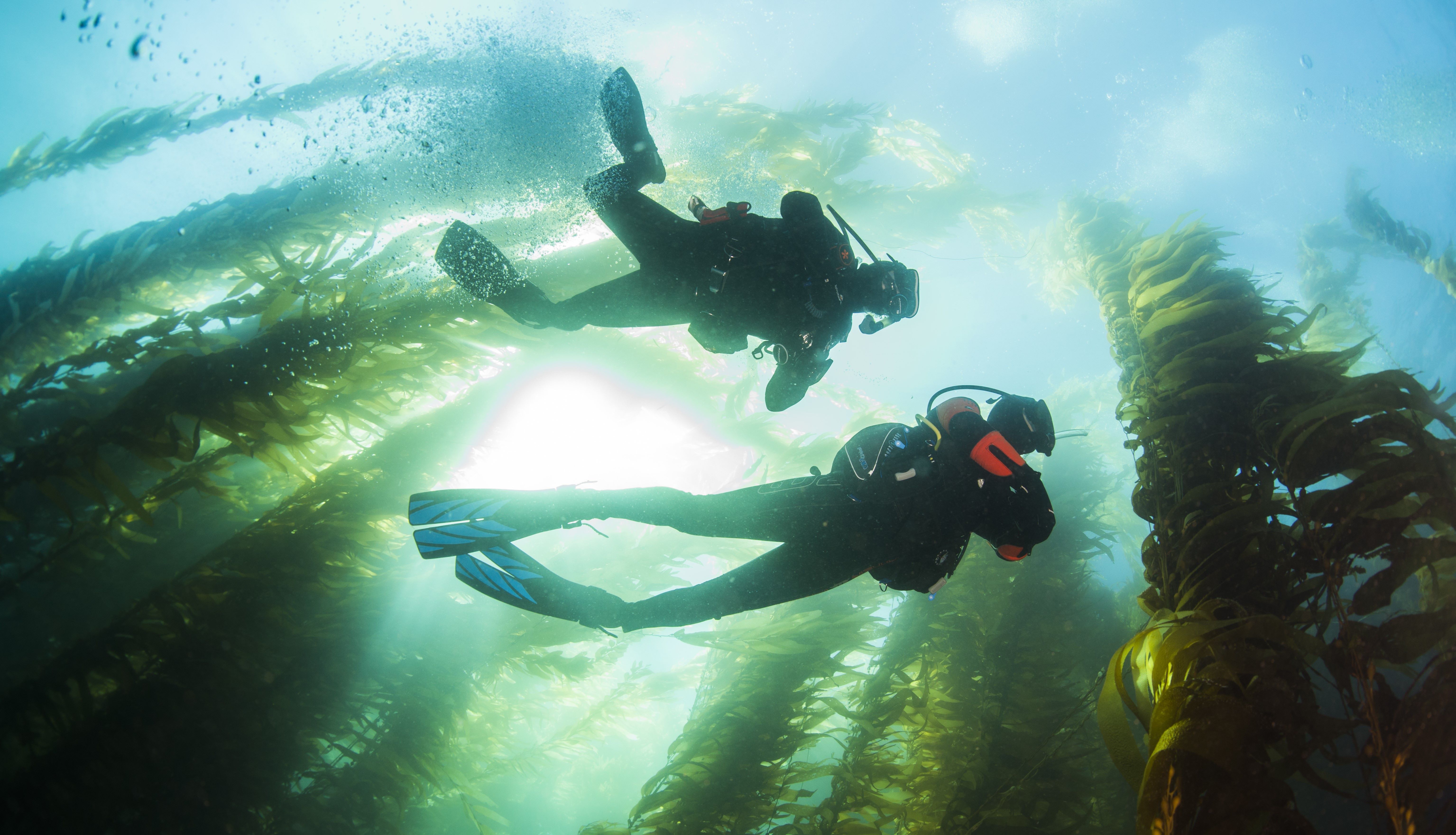 Divers in the Channel Islands