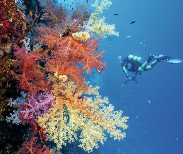 Image of Red Sea Scuba Diving - Coral Fans - Soft Coral - Arizona Dive Center - All Star Liveaboards