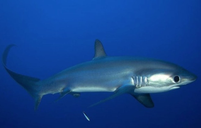 Image of Thresher Shark - All Star Liveaboards - Arizona Dive Center