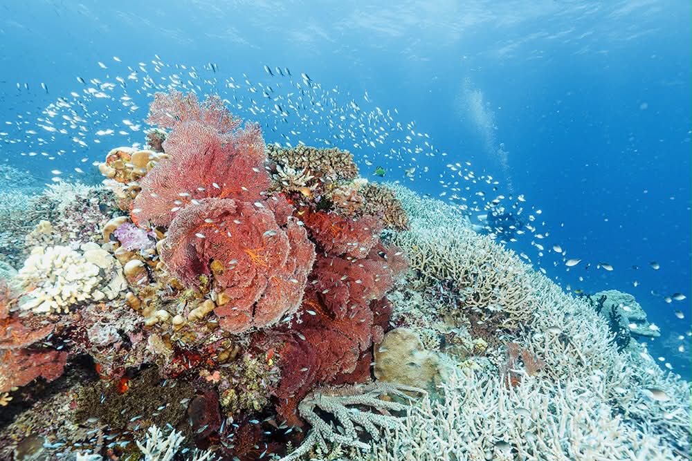 Reef shot