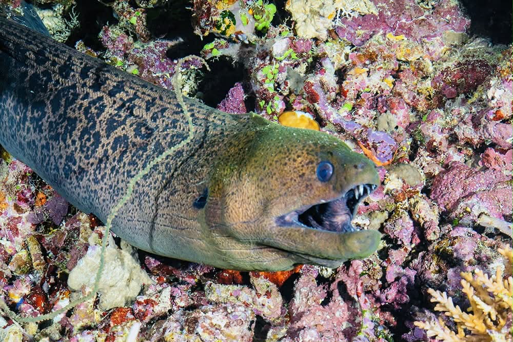 An eel checking out the sights