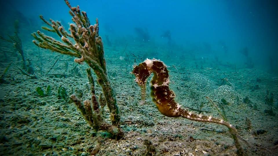 Seahorse